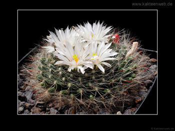 Mammillaria zephyranthoides