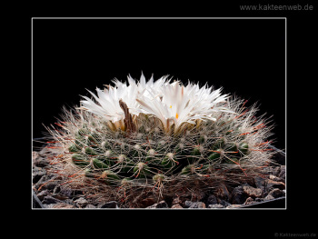 Mammillaria zephyranthoides