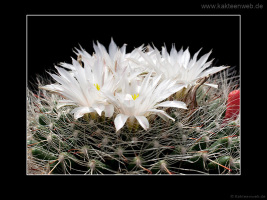 Mammillaria zephyranthoides
