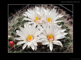 Mammillaria zephyranthoides