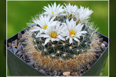 Mammillaria zephyranthoides