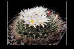 Mammillaria zephyranthoides