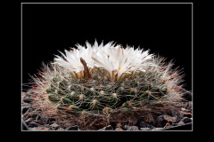Mammillaria zephyranthoides
