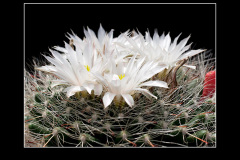 Mammillaria zephyranthoides