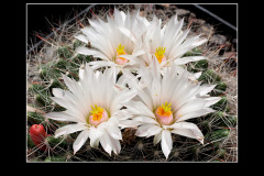 Mammillaria zephyranthoides