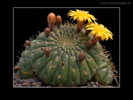 Matucana aureiflora