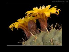 Matucana aureiflora
