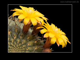 Matucana aureiflora