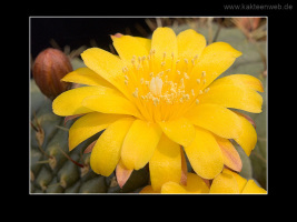 Matucana aureiflora