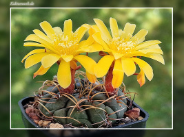 Matucana aureiflora