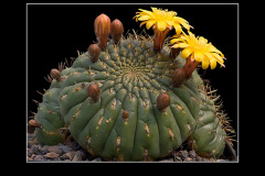 Matucana aureiflora