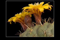 Matucana aureiflora