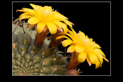 Matucana aureiflora