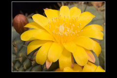 Matucana aureiflora