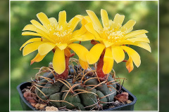 Matucana aureiflora