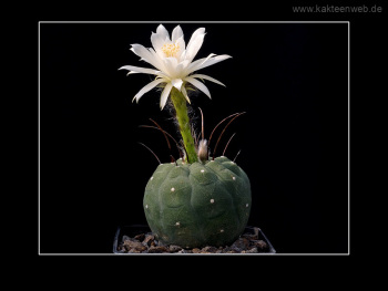 Matucana madisoniorum fma. albiflora