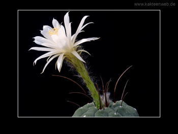 Matucana madisoniorum var. albiflora