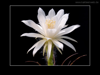 Matucana madisoniorum var. albiflora