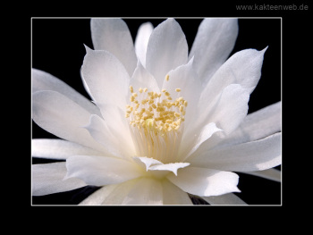 Matucana madisoniorum var. albiflora