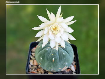 Matucana madisoniorum fma. albiflora