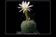 Matucana madisoniorum var. albiflora