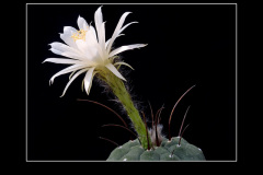 Matucana madisoniorum var. albiflora