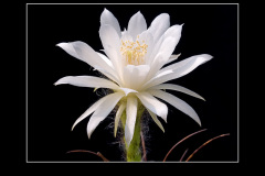 Matucana madisoniorum var. albiflora