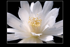 Matucana madisoniorum var. albiflora