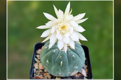 Matucana madisoniorum fma. albiflora