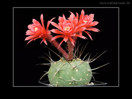 Matucana madisoniorum