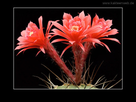 Matucana madisoniorum