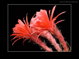 Matucana madisoniorum