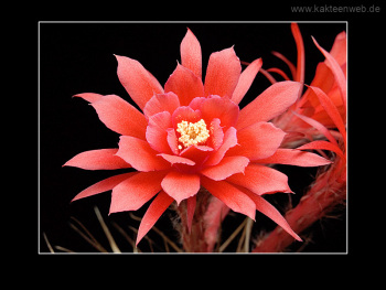 Matucana madisoniorum Matucana madisoniorum