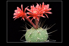 Matucana madisoniorum