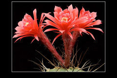 Matucana madisoniorum