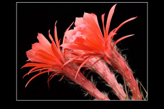 Matucana madisoniorum