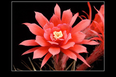 Matucana madisoniorum