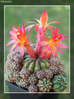 Matucana polzii