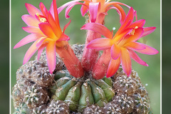 Matucana polzii