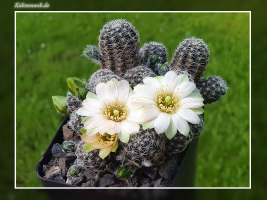 Mediolobivia haagei var. azulpampa