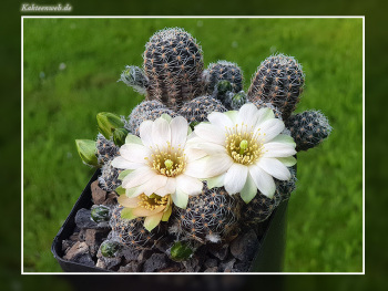 Mediolobivia haagei var. azulpampa