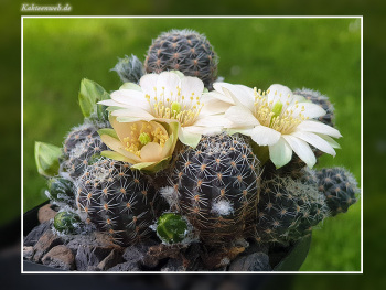 Mediolobivia haagei var. azulpampa