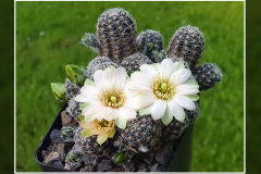 Mediolobivia haagei var. azulpampa