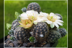 Mediolobivia haagei var. azulpampa