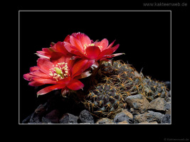 Mediolobivia pygmaea fma. WR 295