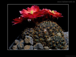 Mediolobivia pygmaea fma. WR 295