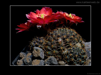 Mediolobivia pygmaea fma. WR 295