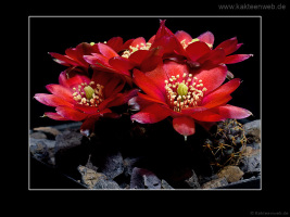 Mediolobivia pygmaea fma. WR 295