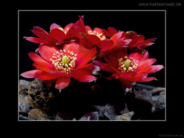 Mediolobivia pygmaea fma. WR 295