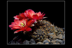 Mediolobivia pygmaea fma. WR 295